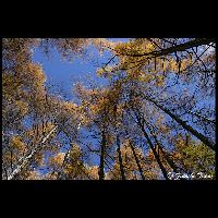 信州･蓼科_Cd-08013_8BL3447