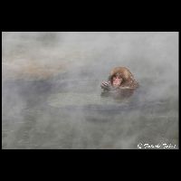 地獄谷･スノーモンキー_Cd-15130_15G1173