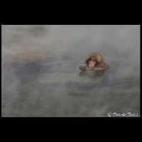 地獄谷･スノーモンキー_Cd-15130_15G1173