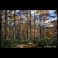 信州･蓼科_Cd-08097_8BL3583